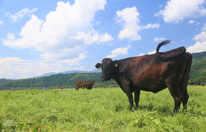 牧場の牛の画像